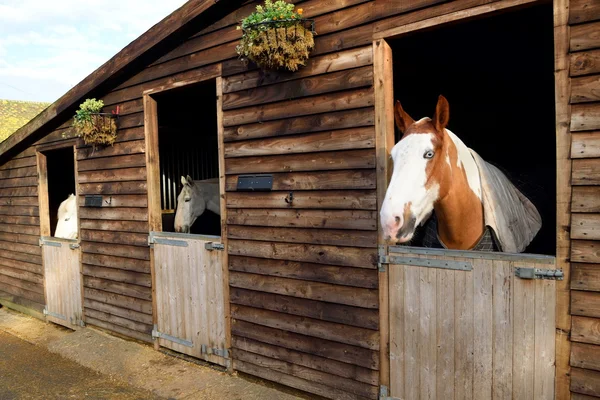 Horses in barn door