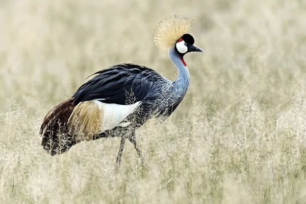 Crowned Crane in Kenya