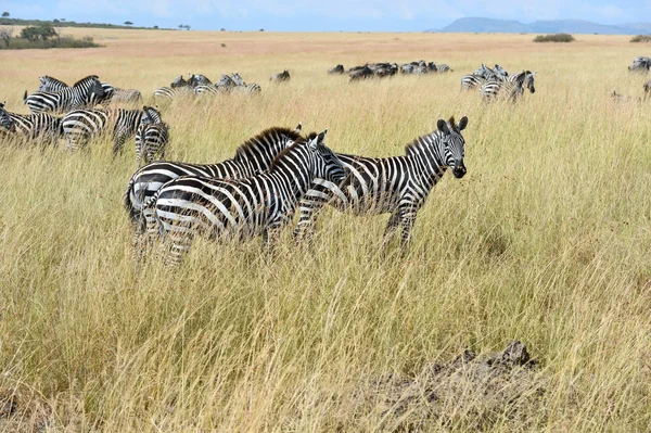 Zebra in the Masai Mara