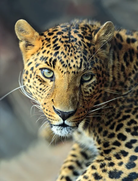 Leopard