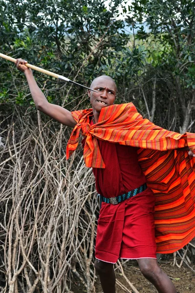 MASAI MARA, KENYA - August 13: Masai warriors dancing traditiona