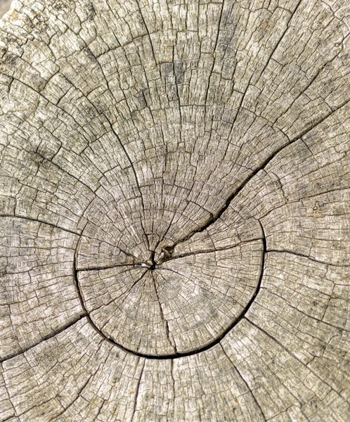Weathered tree stump