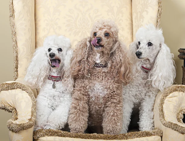 Three Miniature French Poodles