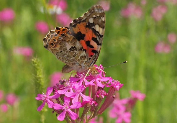 Butterfly on wild flower