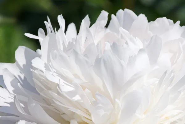 White peony flower