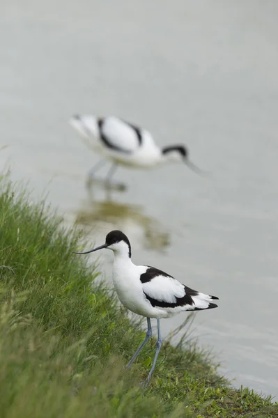 Pied Avocet wading in water