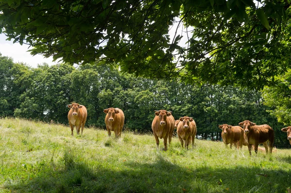 Limousin cows in fields