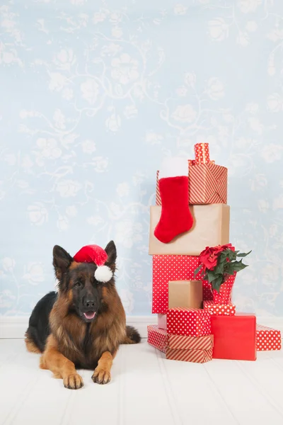 German shepherd dog for Christmas