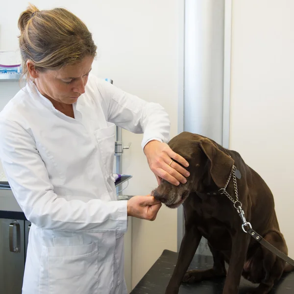 Dog at the veterinarian