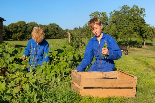 Farm Boys harvesting in vegetable garden