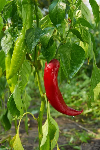 Red long hot pepper