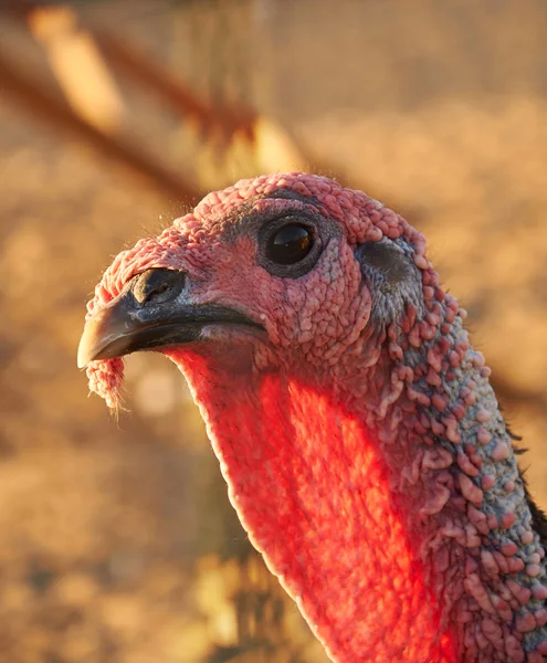 Turkey cock head