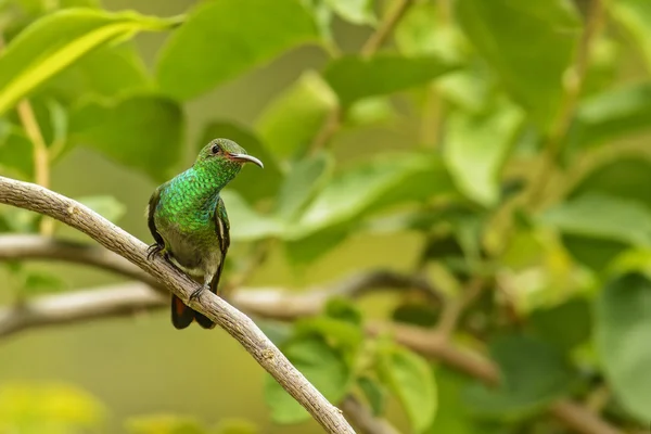 Rufous Tailed Hummingbird