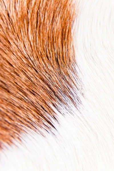 Healthy skin of a sleek-haired dog ( beagle )