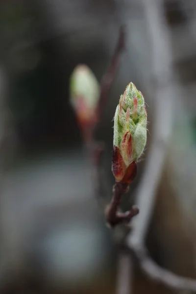 The buds on the trees