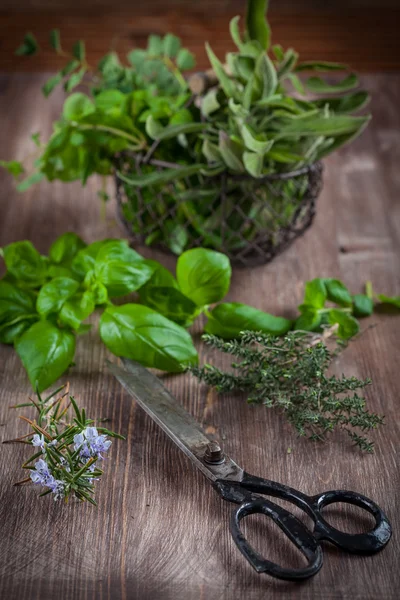Herbs with vintage garden scissors