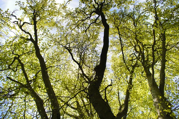 Branches and leaves of beech tree