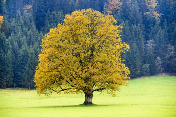 Big old maple tree