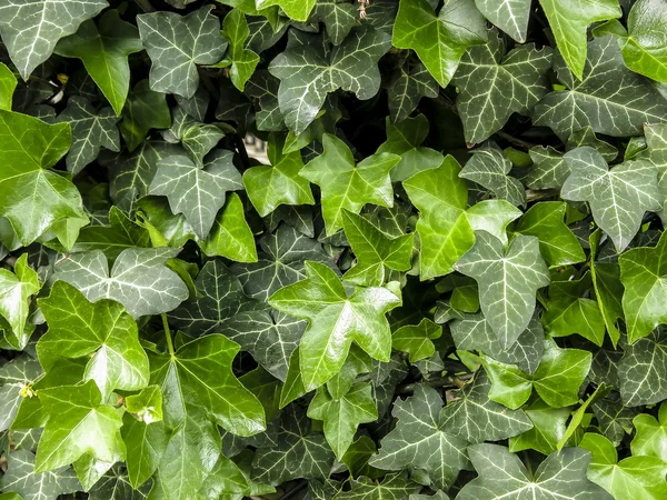 Wall of Ivy Growing