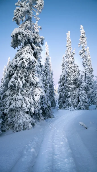 Arctic forest in winter