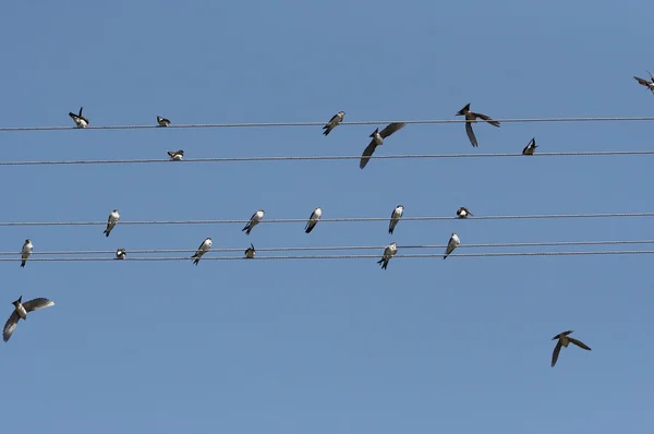 Swallows On Electric Wires