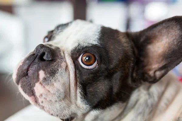 French bulldog at home