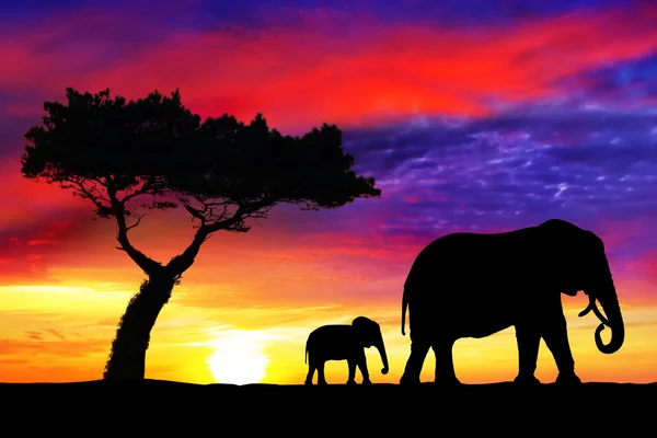 Ilhouettes of mother and  baby elephants at sunset