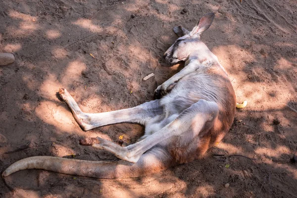 Australian kangaroo sleeping on the ground