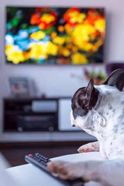 Dog lying at the TV