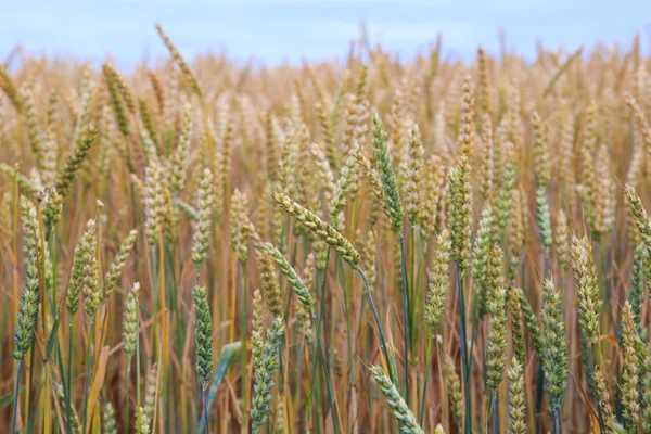 Wheat field. Ears of wheat close up. Background of ripening ears
