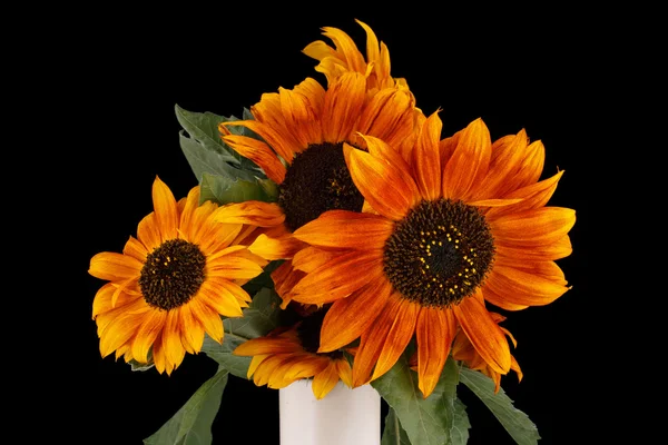 Beautiful brown sunflowers in vase on black background