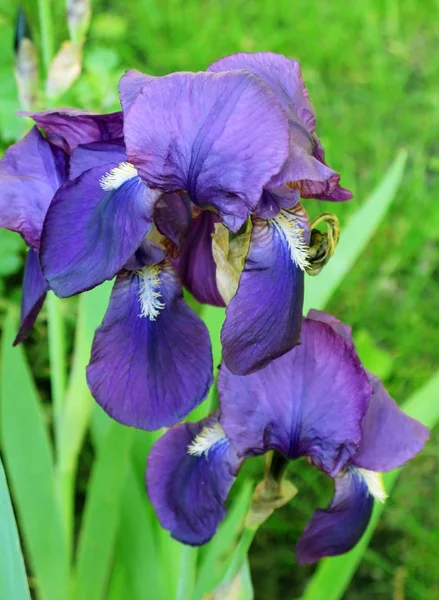 Close up of purple  iris flowers