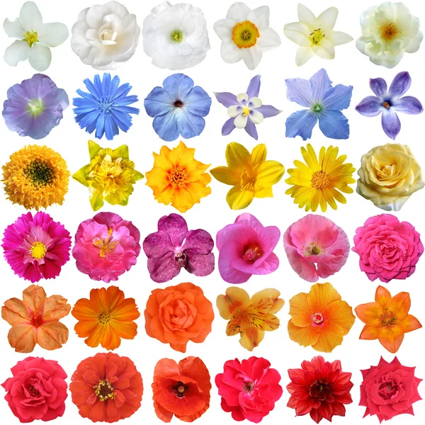 Big Selection of Various Flowers Isolated on White Background