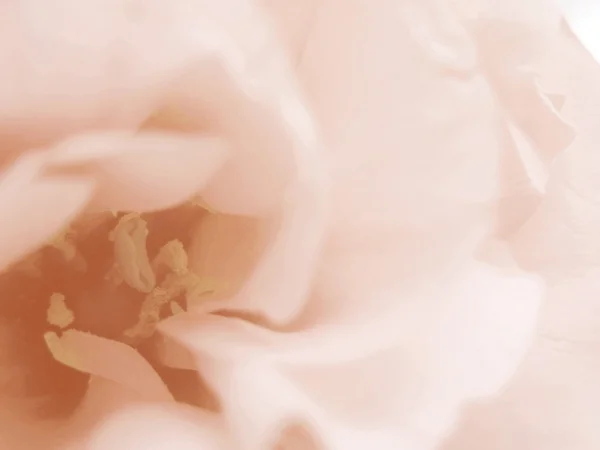 Rose beige  background