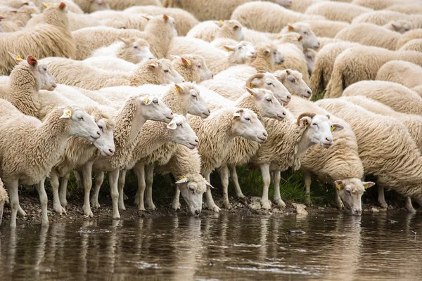 Livestock farm - herd of sheep