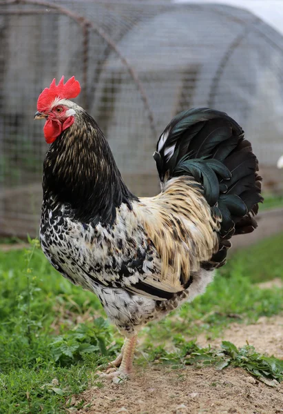 Beautiful Rooster Colorful chicken farm, shooting outdoors.