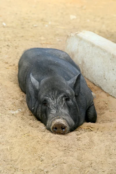 Black pig is lying on sand, farm, shooting outdoors