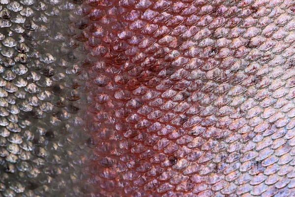 Salmon skin texture background, Scales of fish close up