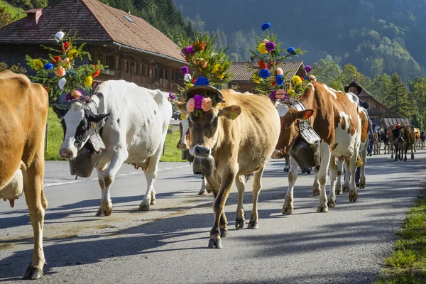 Transhumance event in Charmey