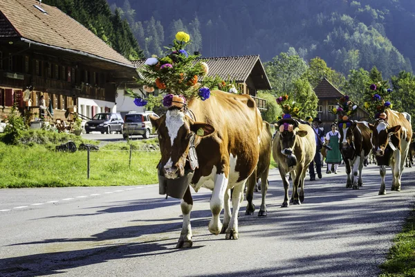 Transhumance event in Charmey