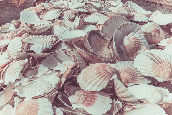 Scallop shells heap