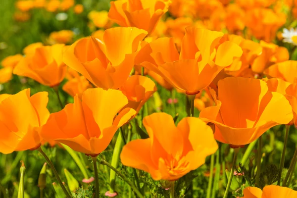 Orange poppies in meadow