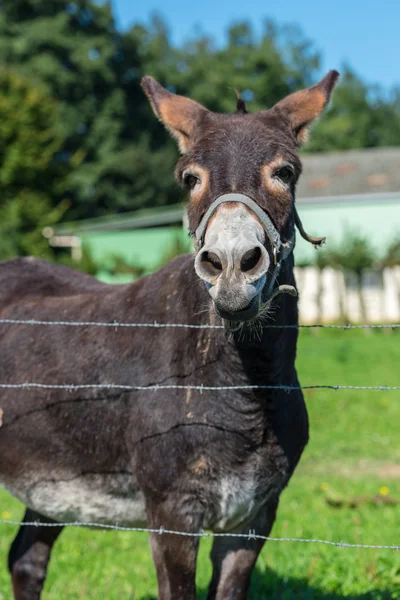 Funny brown donkey