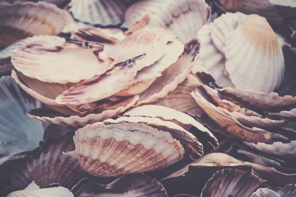 Heap of scallop shells