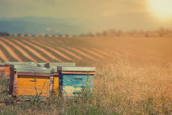 Beehives on the sunflower field