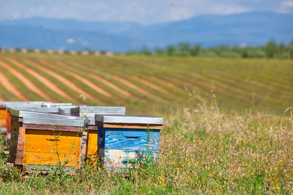 Beehives on the sunflower field