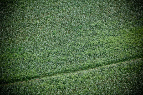 Green cultivated field, top view