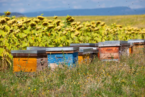 Beehives on the sunflower field