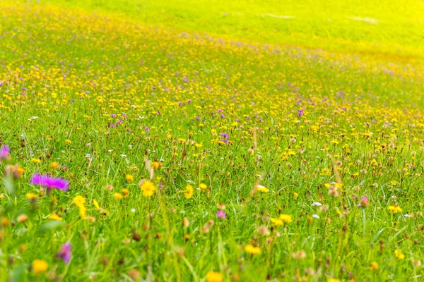Wildflowers on a meadow in a sunny day