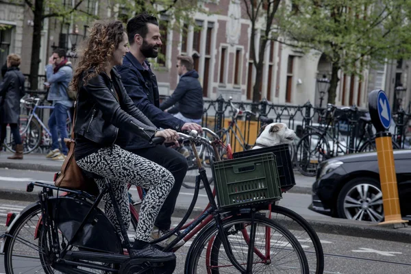 AMSTERDAM, NETHERLANDS - MAY 9: Man and woman with dog riding bicycles in historical part in Amsterdam, Netherlands on May 9, 2015